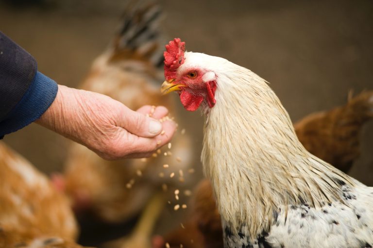 VDH Prevent4U plaagdierpreventie ongediertebestrijding agrosector feedsector