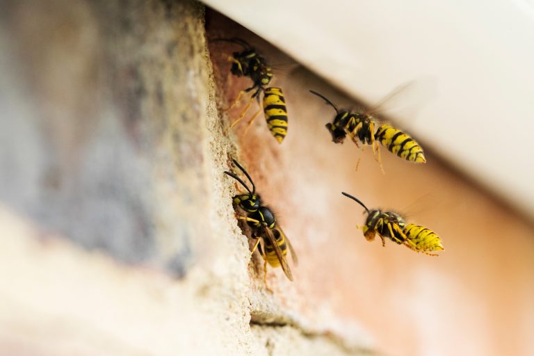 VDH Prevent4U insectenbestrijding wespennest hoornaarsnest bestrijden