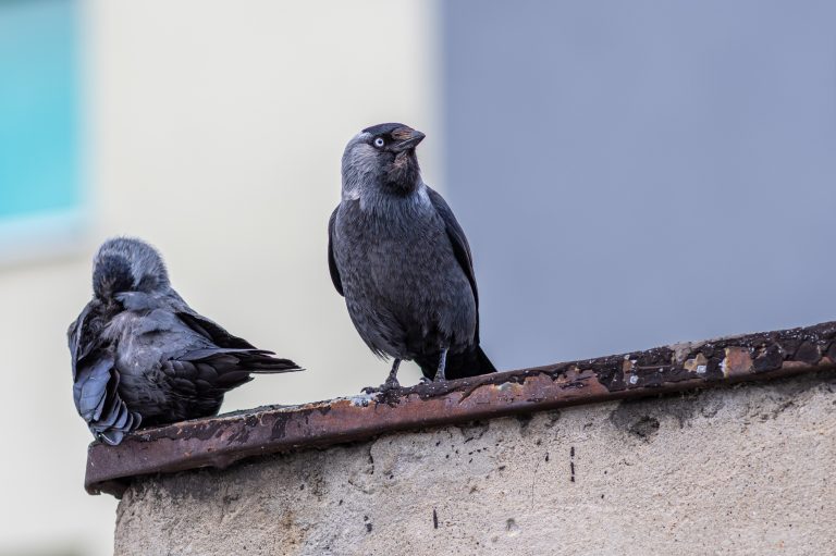 VDH Prevent4U vogelwering vogelbestrijding